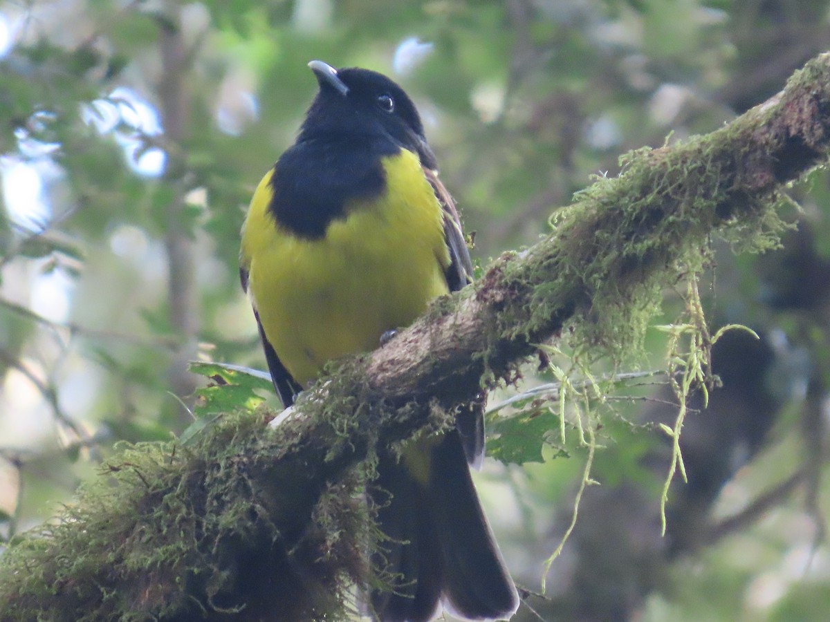 Cotinga Encapuchado - ML623205121