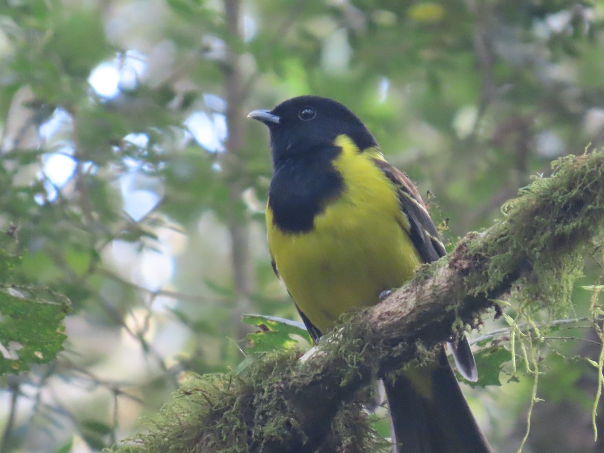 Cotinga Encapuchado - ML623205122