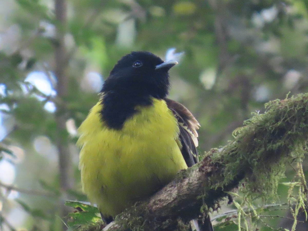 Cotinga Encapuchado - ML623205123