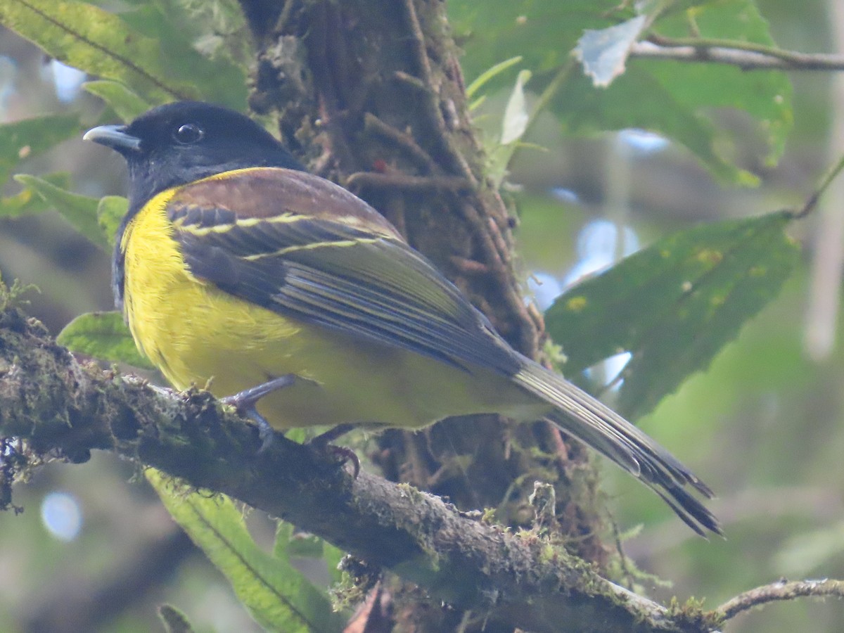 Cotinga Encapuchado - ML623205124