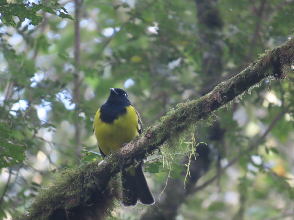 Cotinga Encapuchado - ML623205126