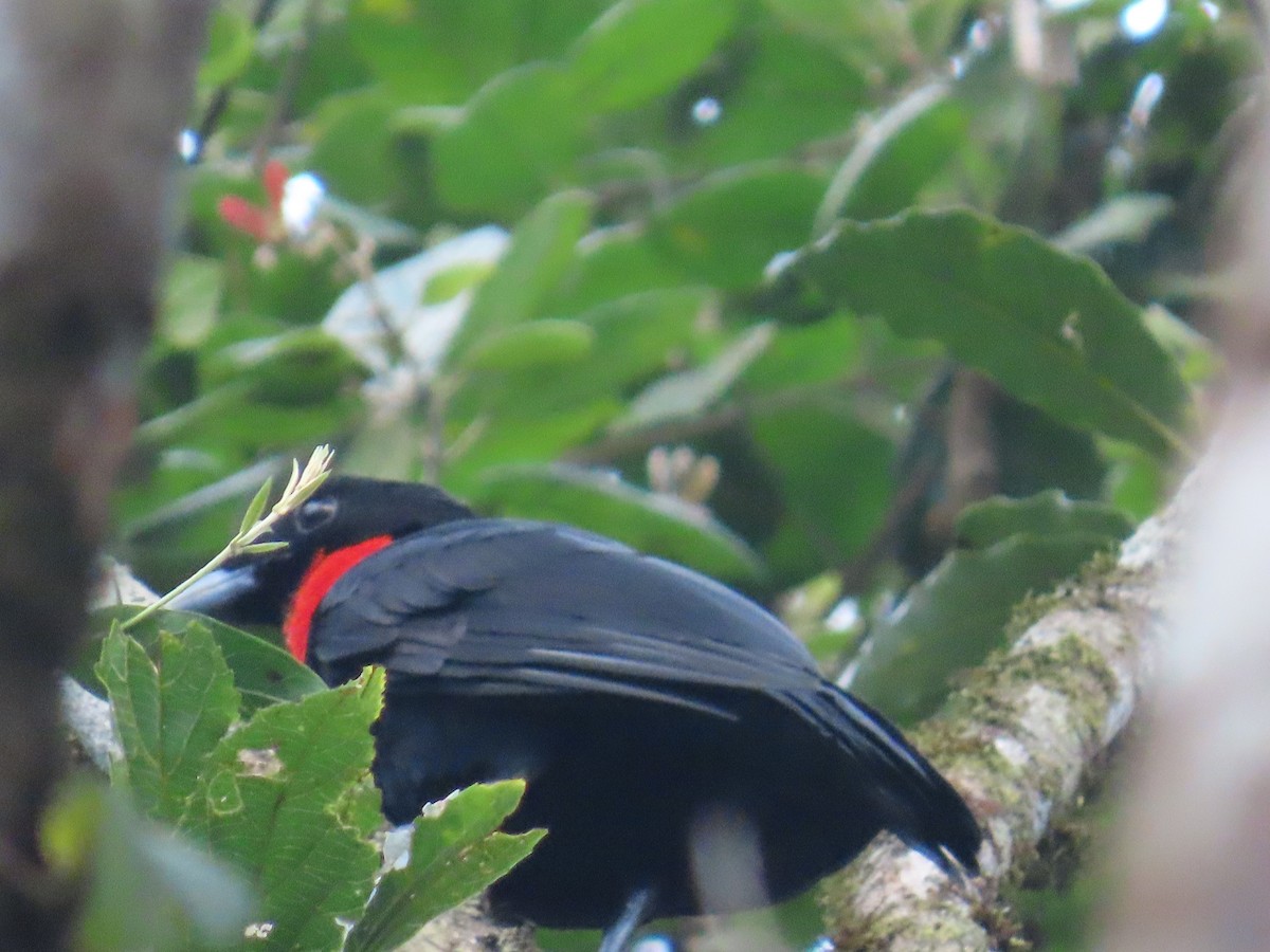 Red-ruffed Fruitcrow - ML623205152