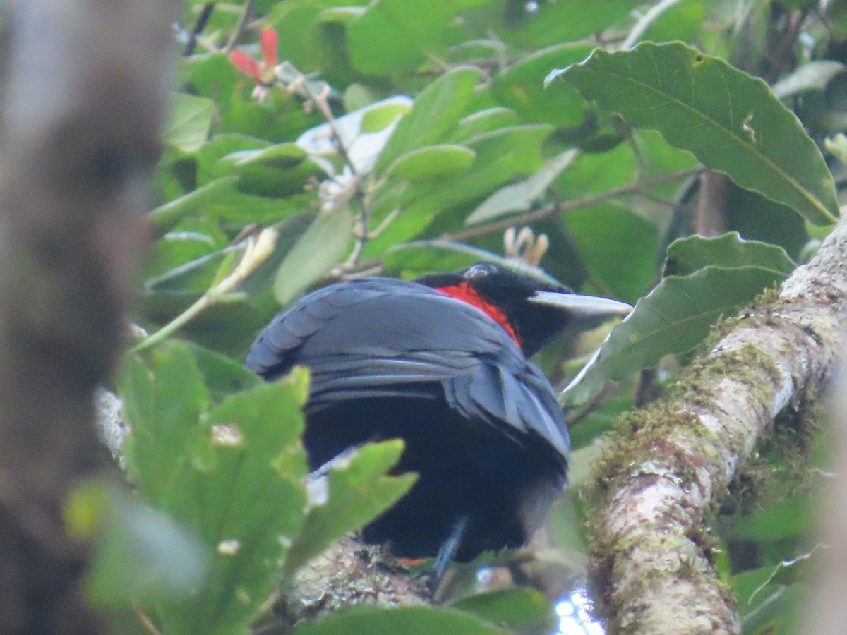 Red-ruffed Fruitcrow - ML623205153