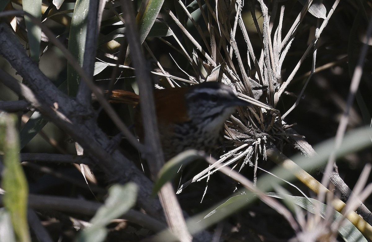 Inca Wren - ML623205162