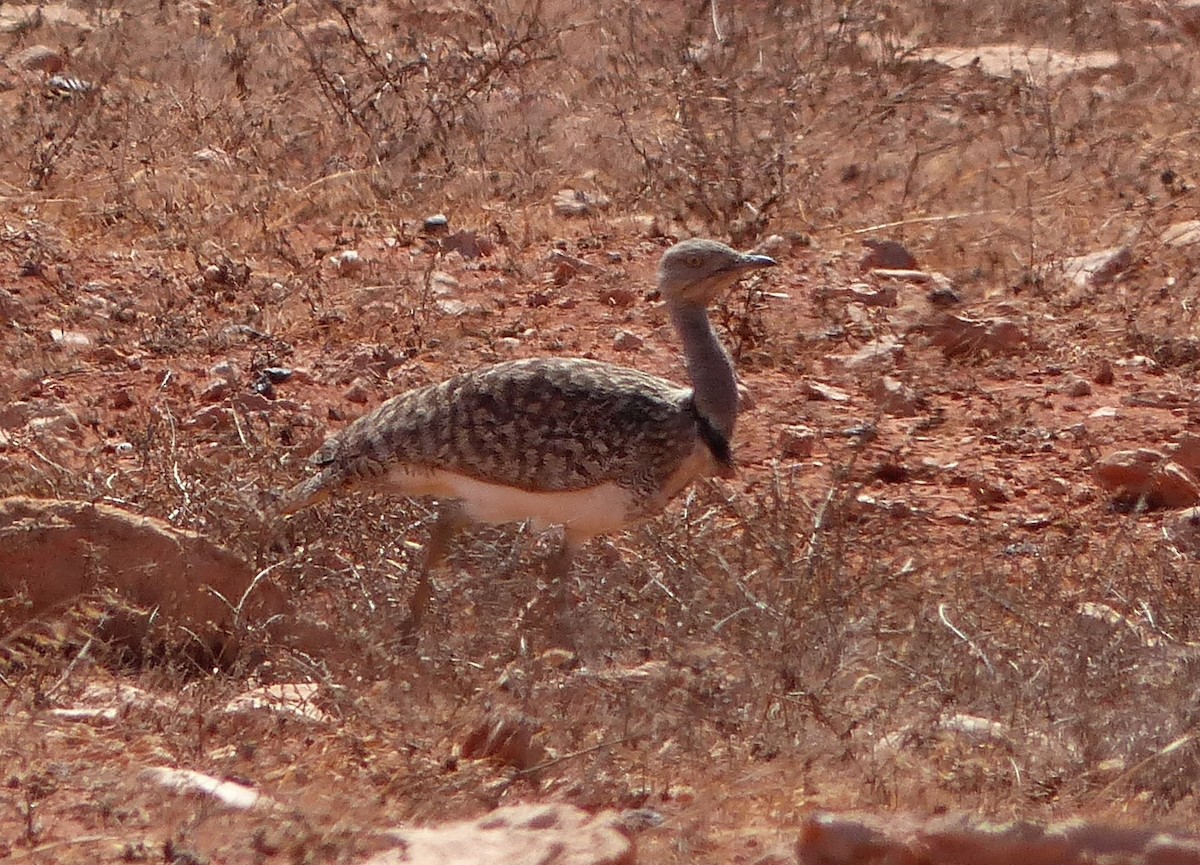 Houbara Bustard (Canary Is.) - ML623205165