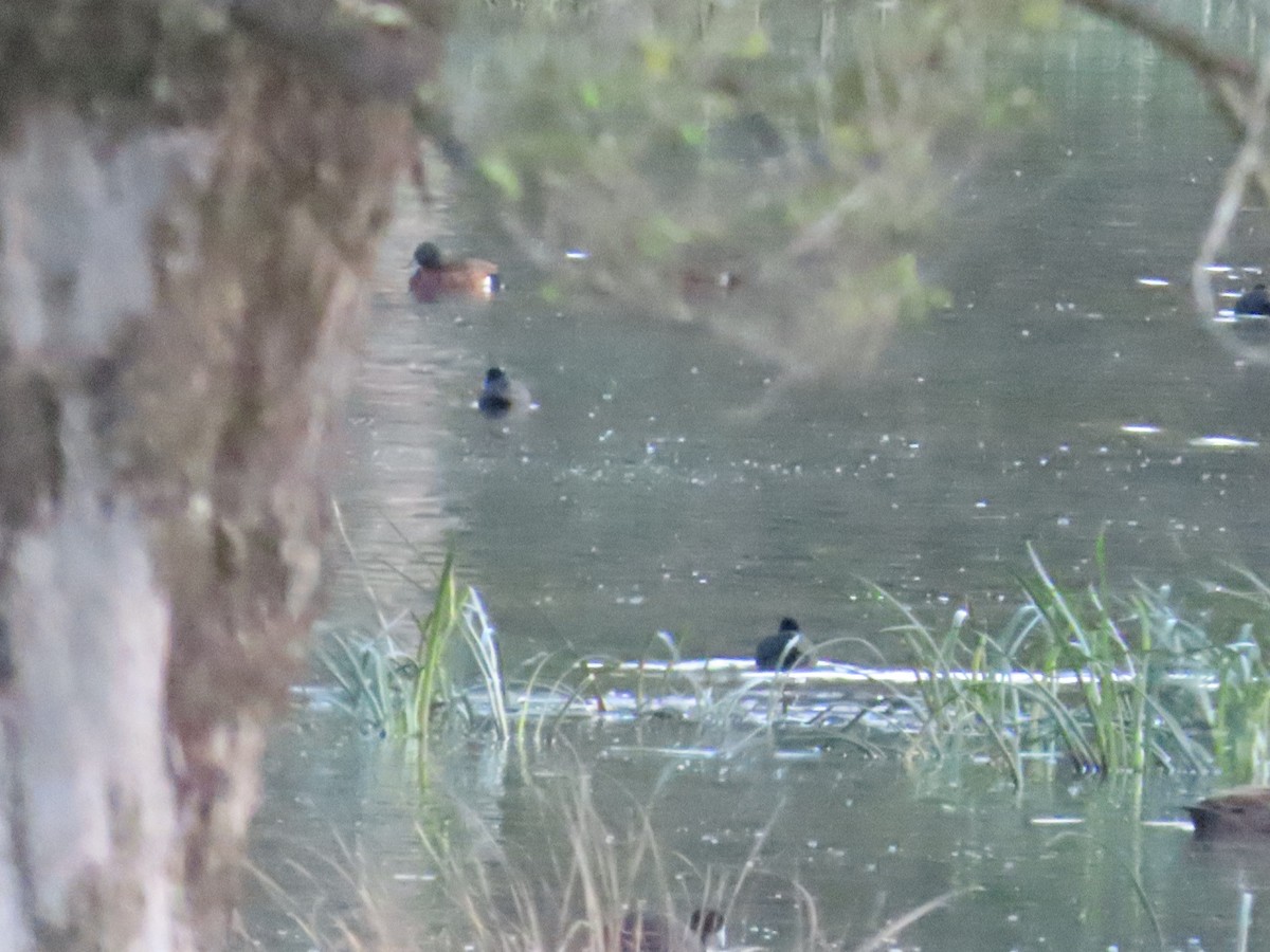 Chestnut Teal - ML623205181