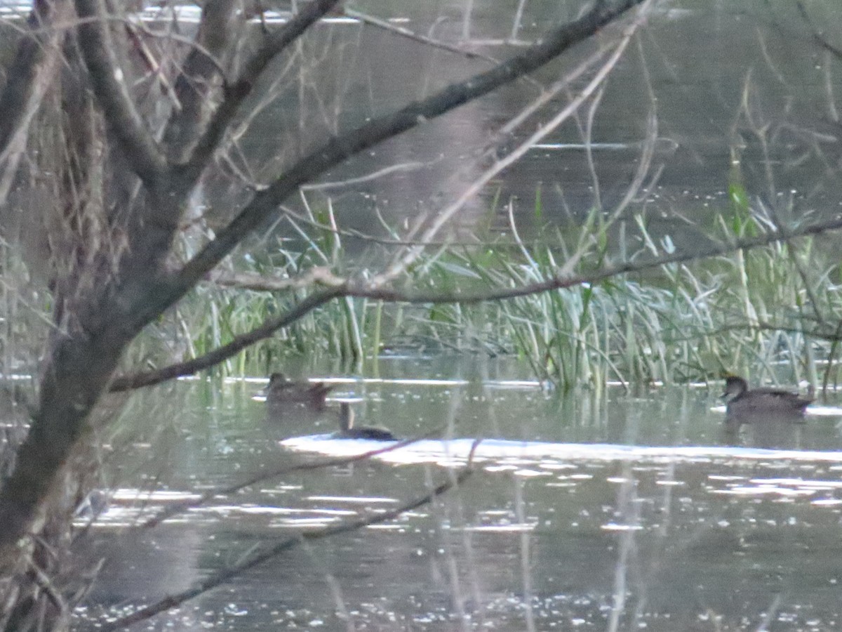 Chestnut Teal - ML623205182