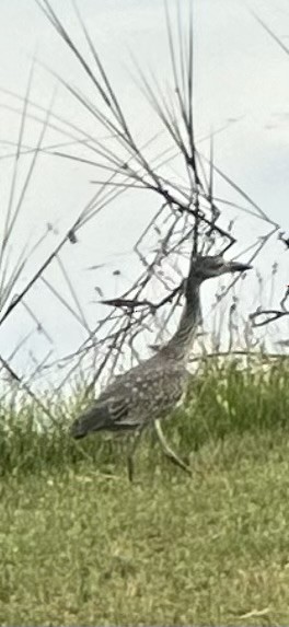 Yellow-crowned Night Heron - Candice Rettie