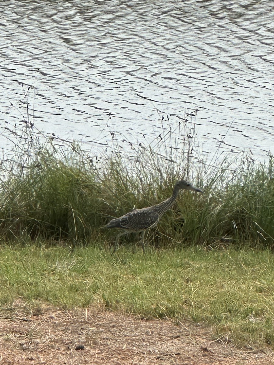 Yellow-crowned Night Heron - Candice Rettie