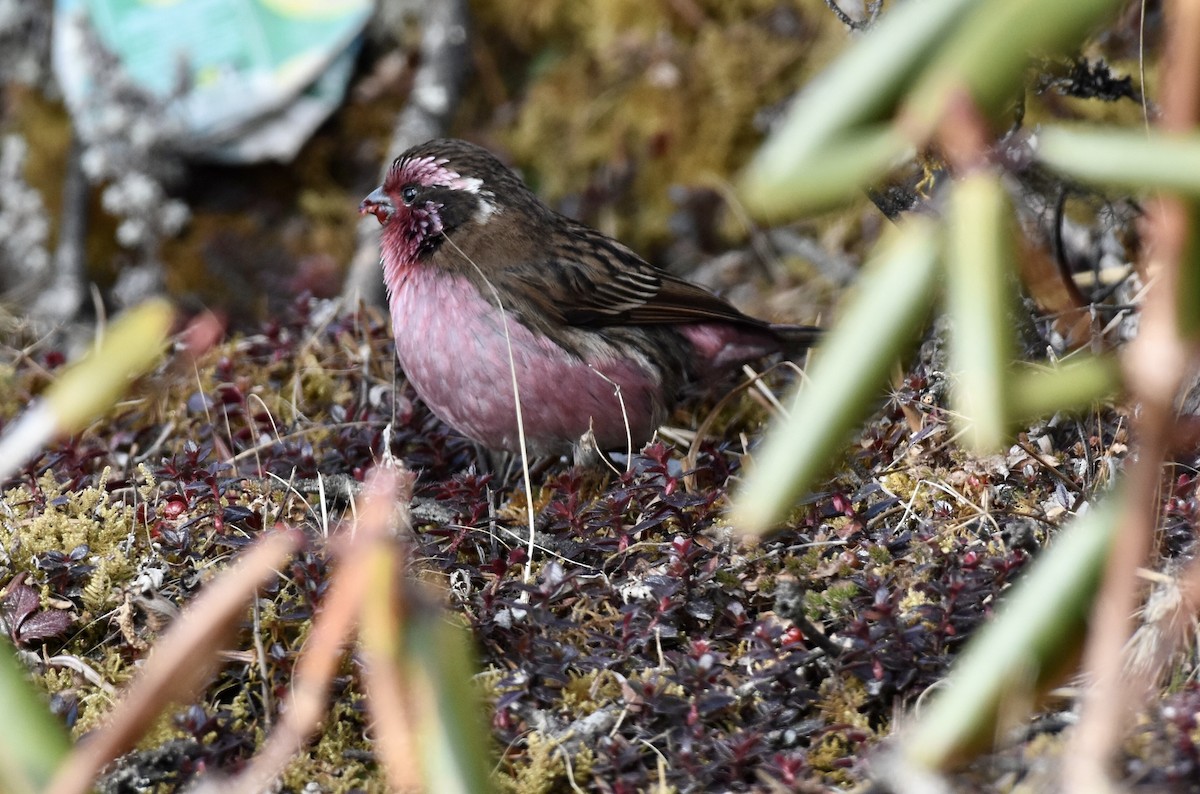 Himalayan Beautiful Rosefinch - ML623205210