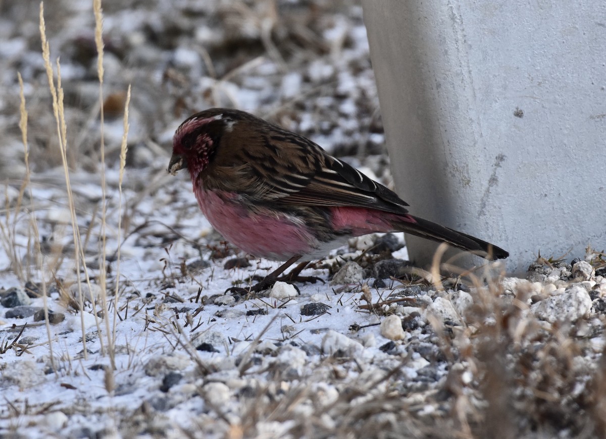 Himalayan Beautiful Rosefinch - ML623205211