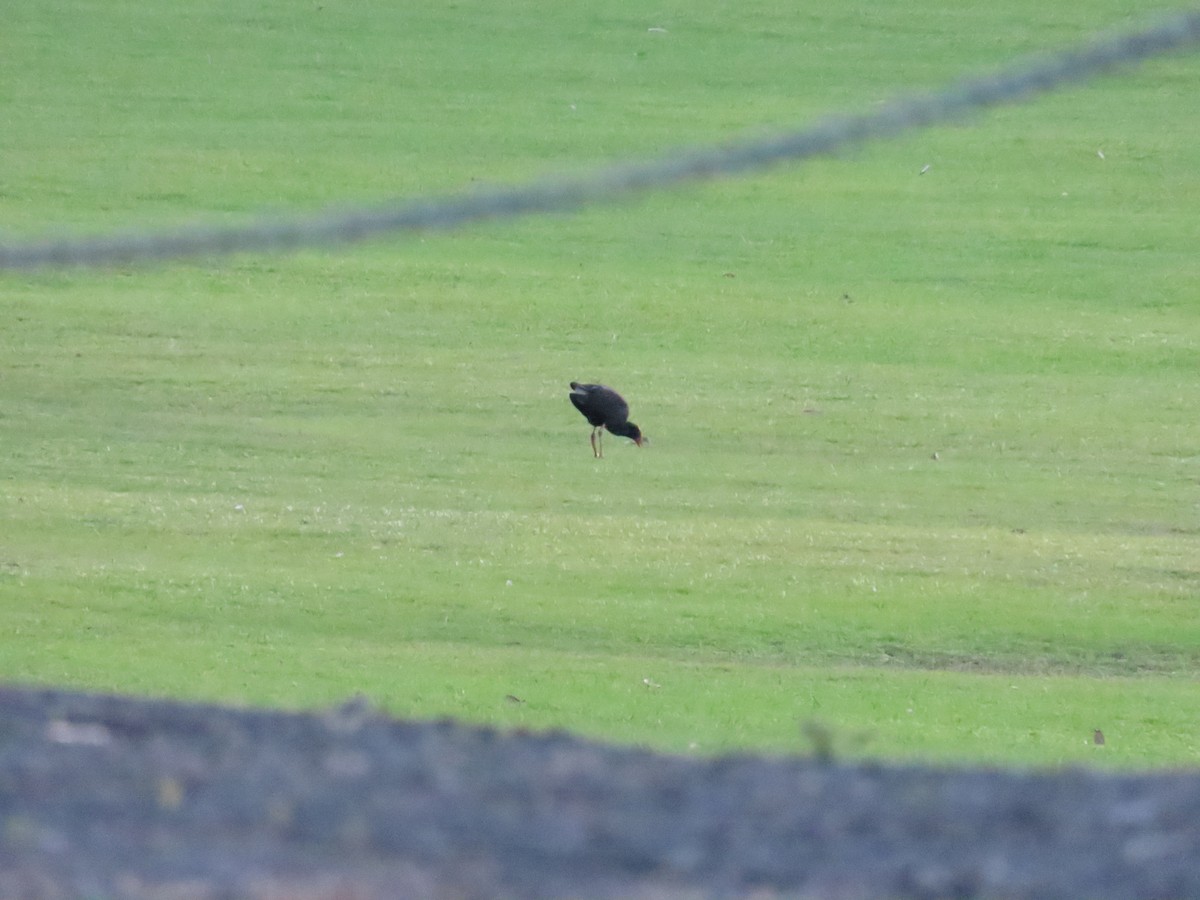 Australasian Swamphen - ML623205239