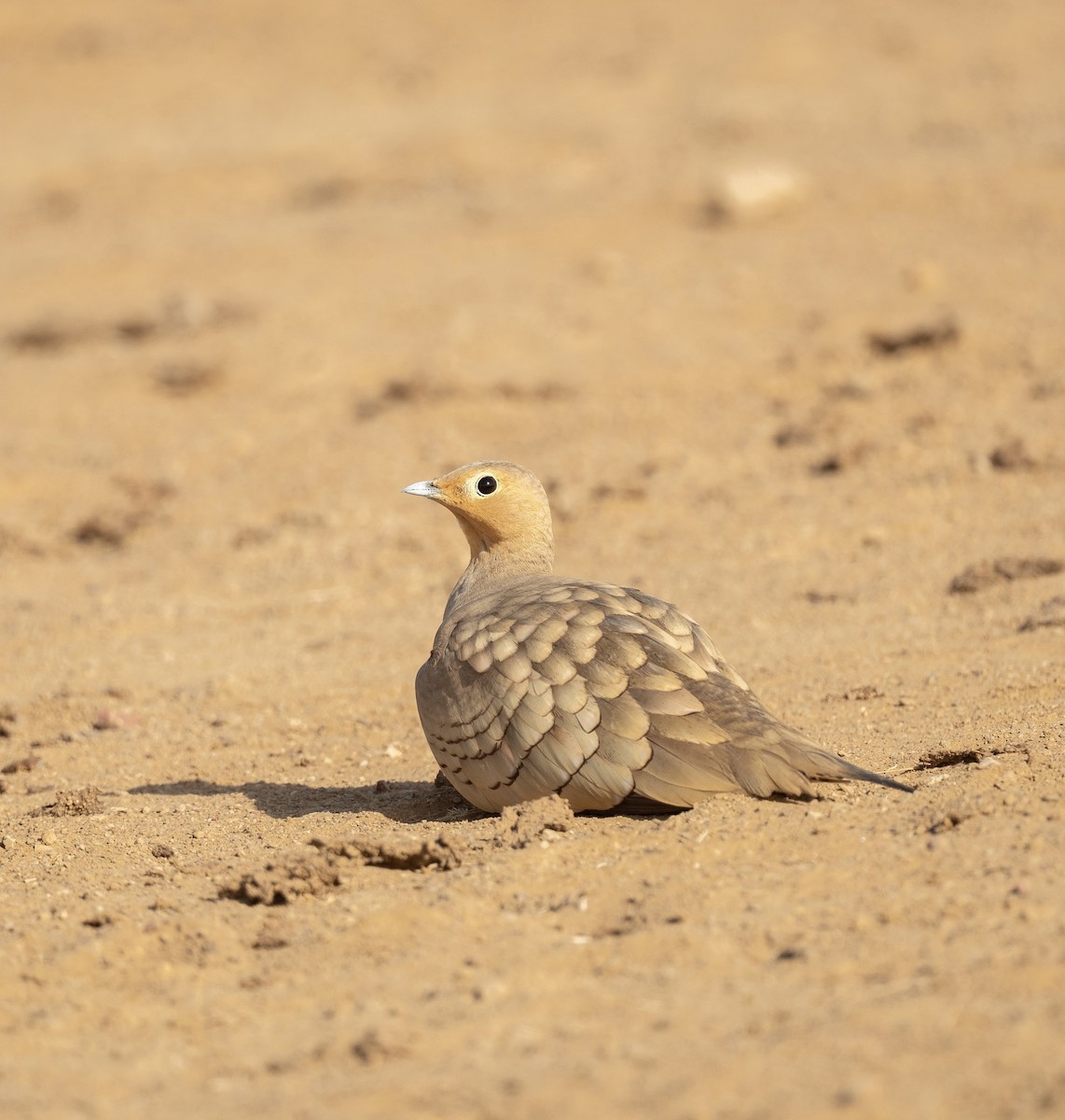 Chestnut-bellied Sandgrouse - ML623205257