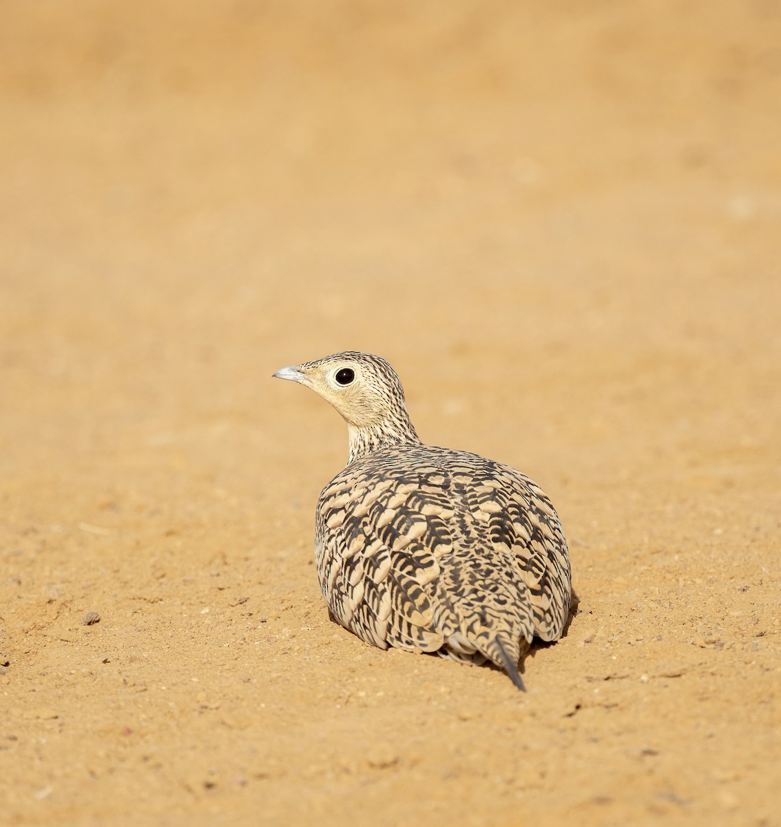 Chestnut-bellied Sandgrouse - ML623205258