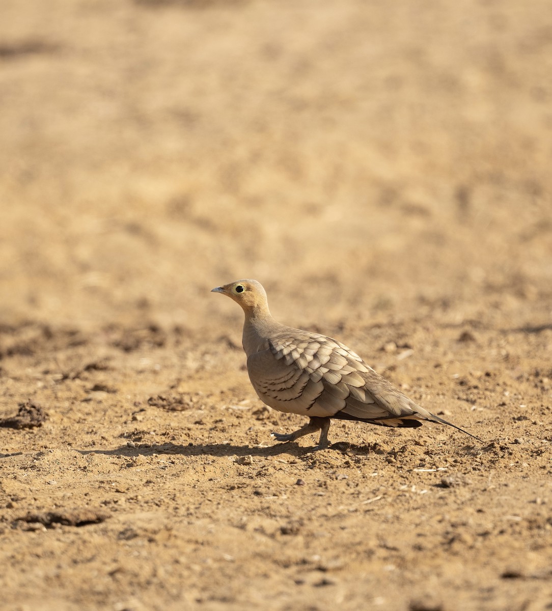 Chestnut-bellied Sandgrouse - ML623205259