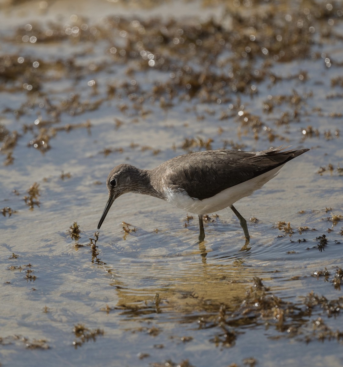 Green Sandpiper - ML623205270