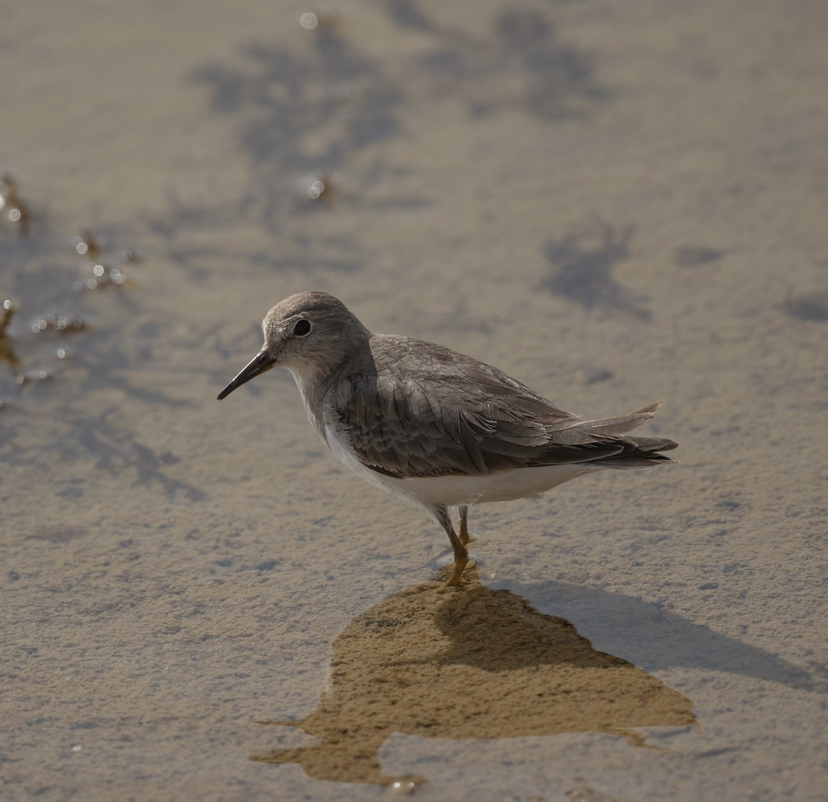 Temminck's Stint - ML623205275