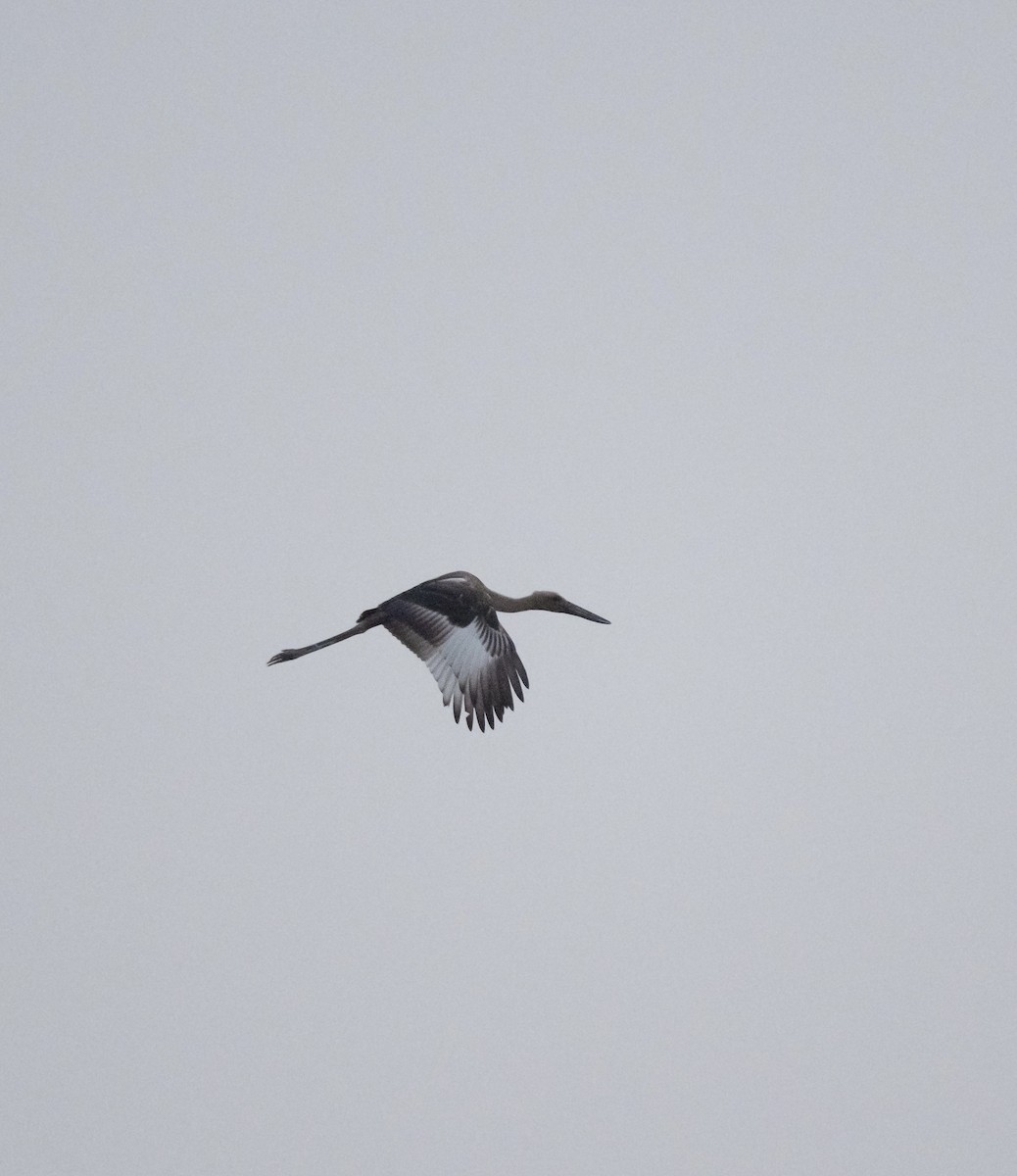 Black-necked Stork - ML623205282