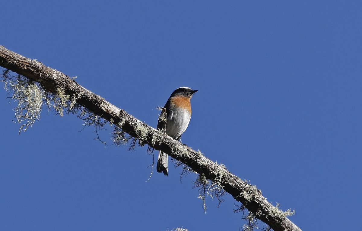 Rufous-breasted Chat-Tyrant - ML623205285