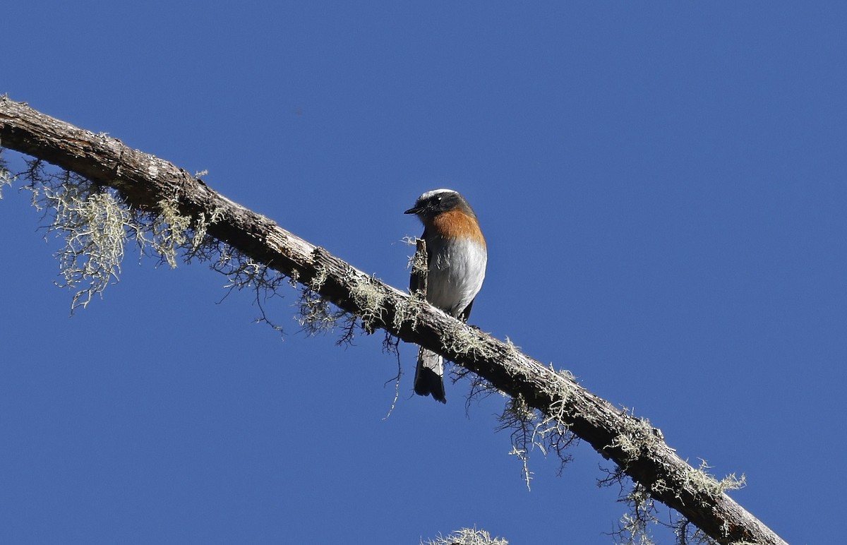 Rufous-breasted Chat-Tyrant - ML623205300