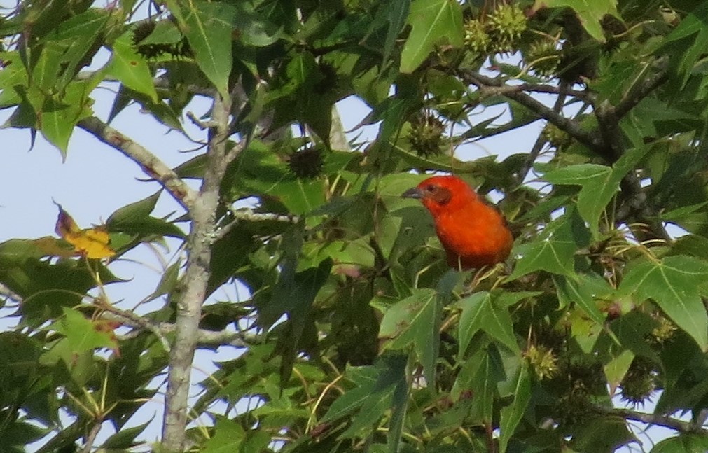 Flame-colored Tanager - ML62320531