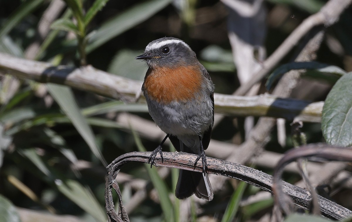 Rufous-breasted Chat-Tyrant - ML623205311