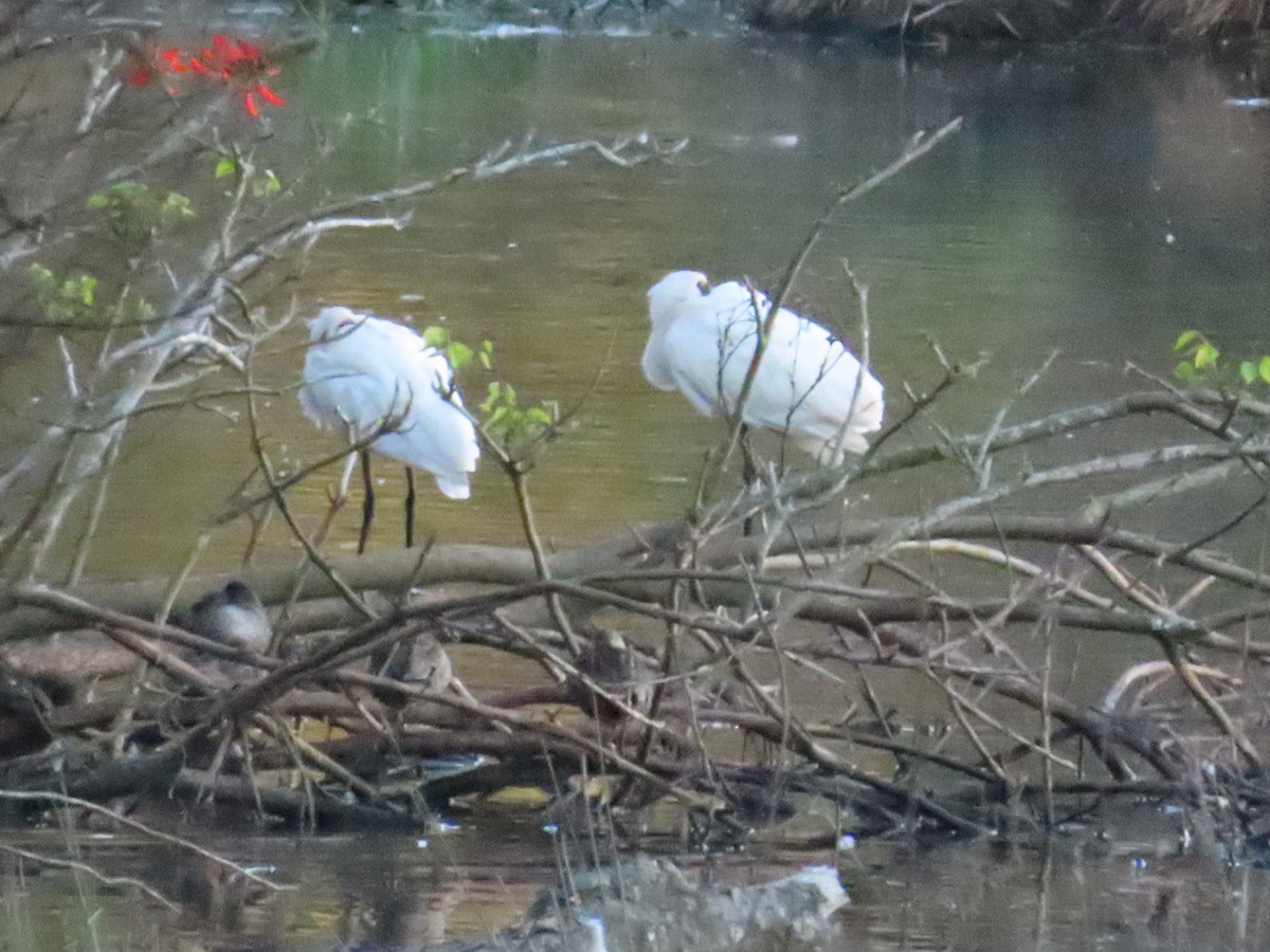 Royal Spoonbill - ML623205312