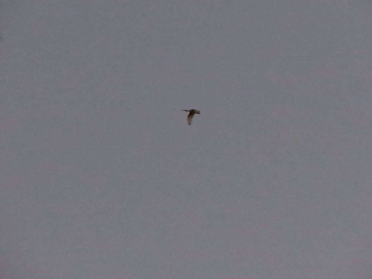 Australian Ibis - ML623205327