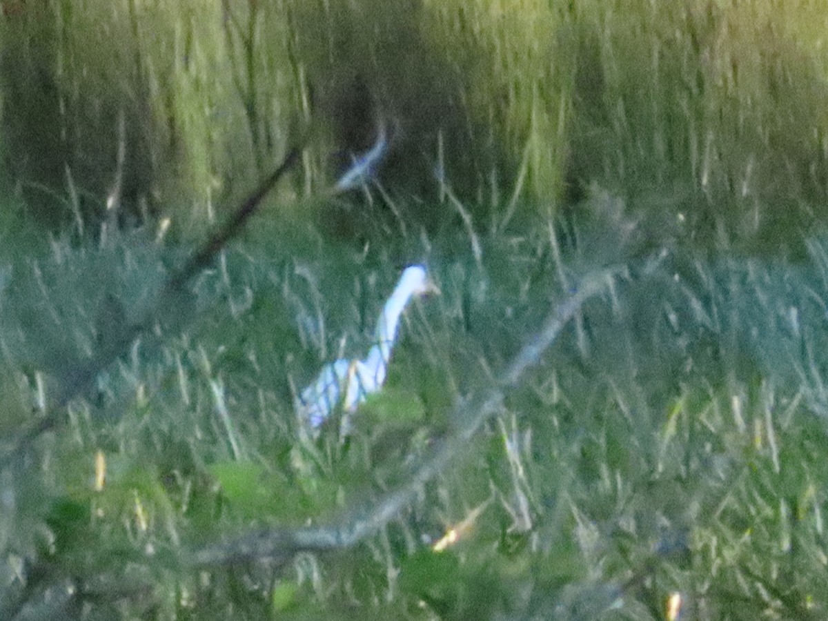 Plumed Egret - ML623205344