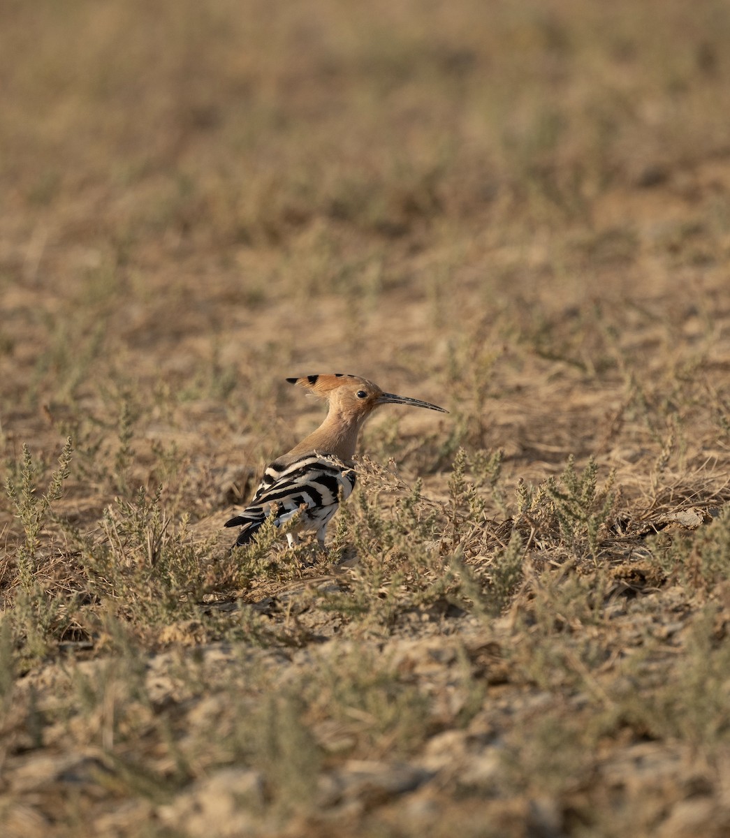 Eurasian Hoopoe - ML623205358