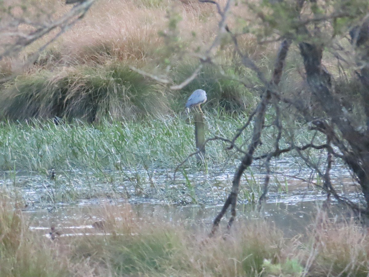 White-faced Heron - ML623205361