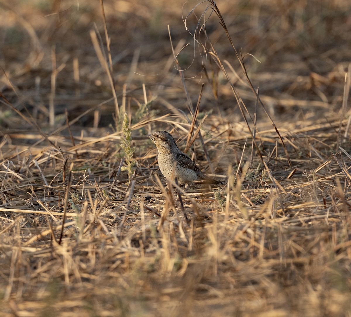 Eurasian Wryneck - ML623205365