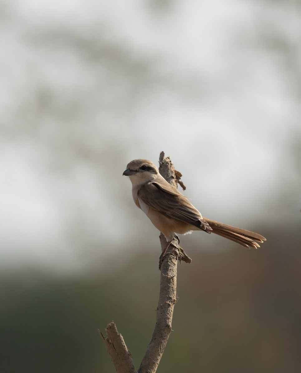 Isabelline Shrike - ML623205372