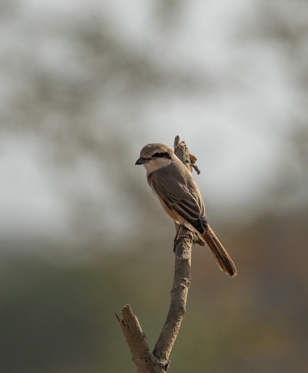 Isabelline Shrike - ML623205373