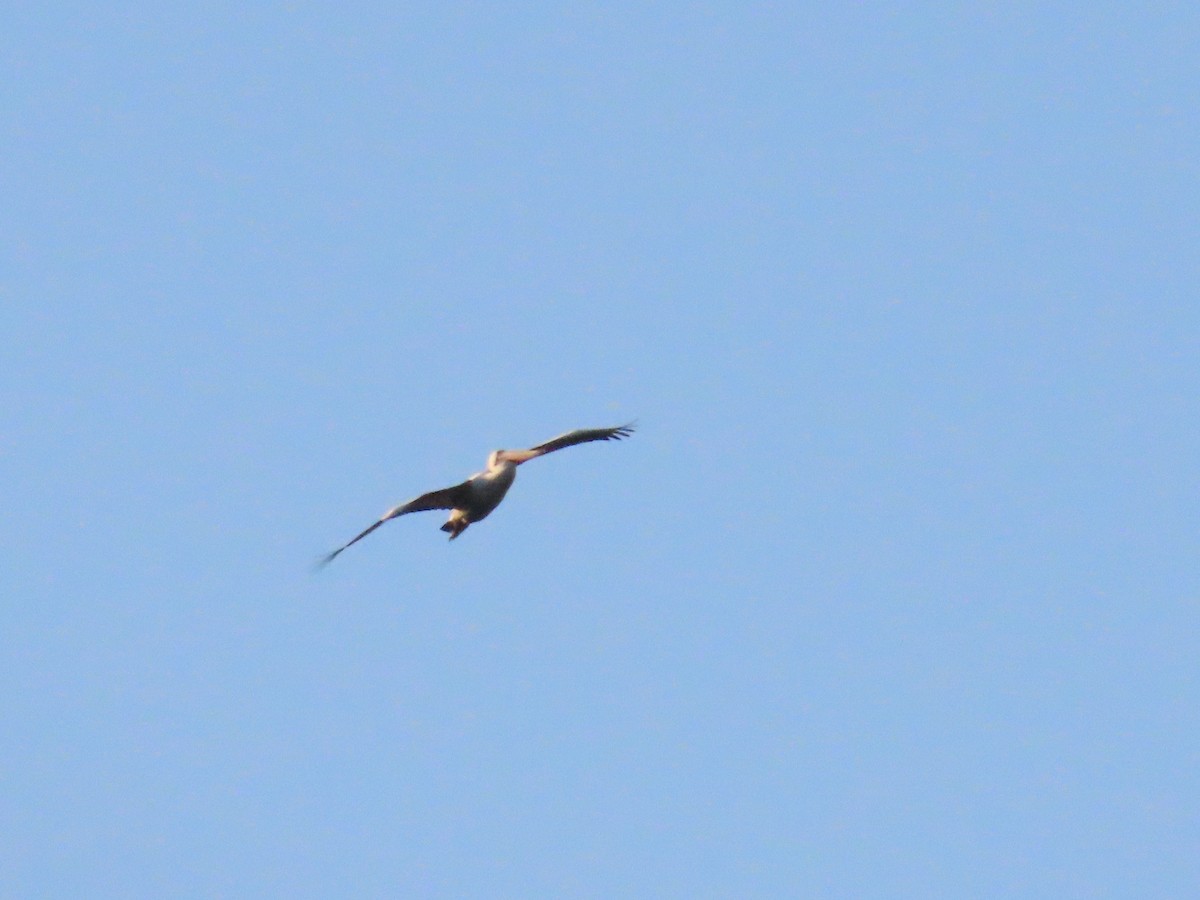 Australian Pelican - ML623205380