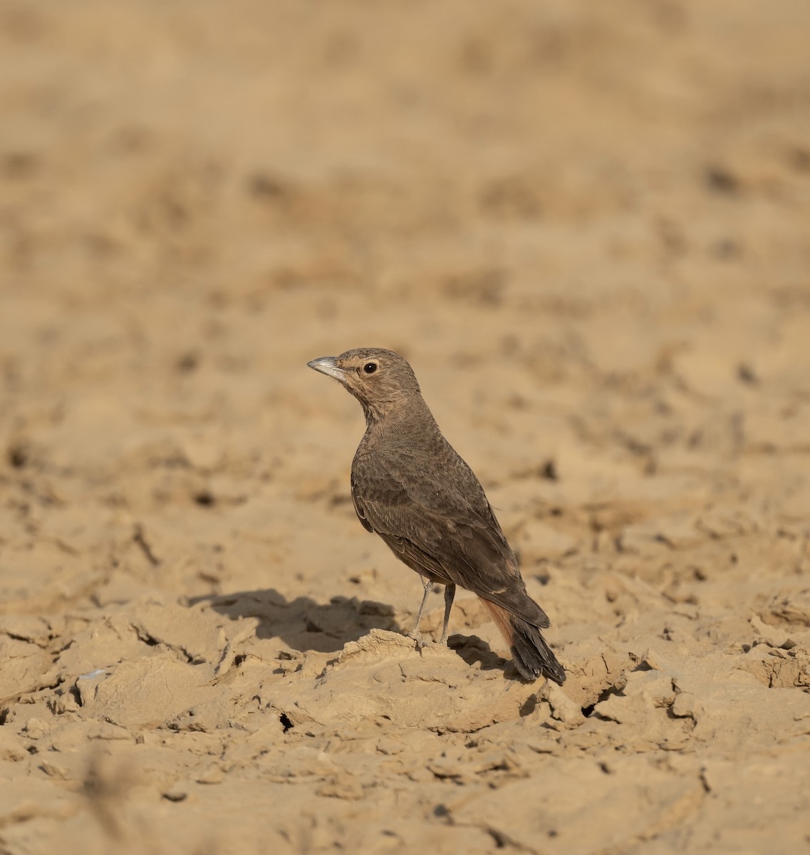 Rufous-tailed Lark - ML623205384