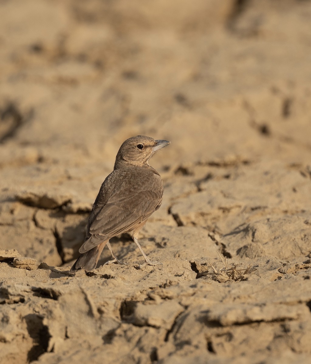 Rufous-tailed Lark - ML623205385