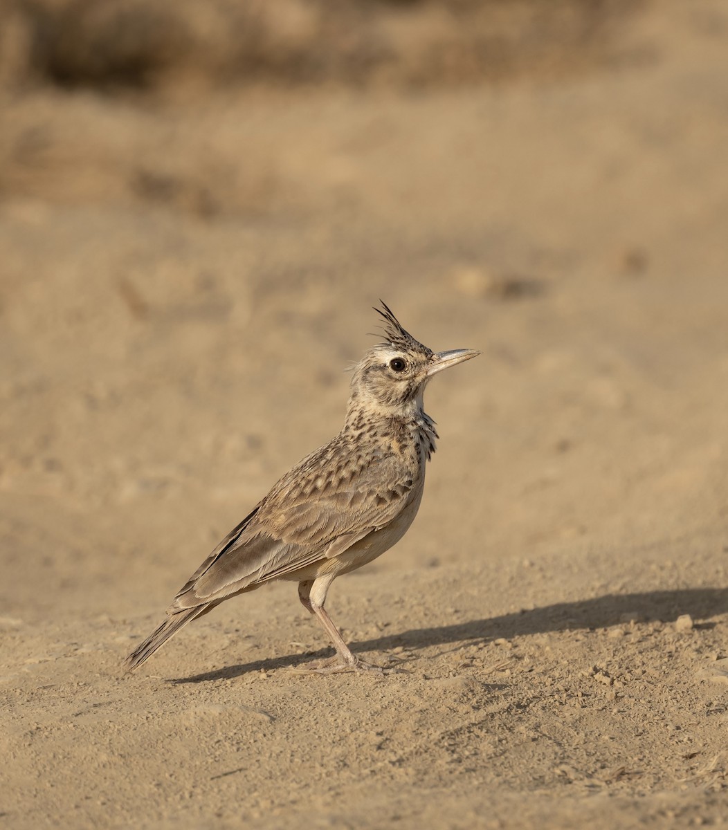 Crested Lark - ML623205391