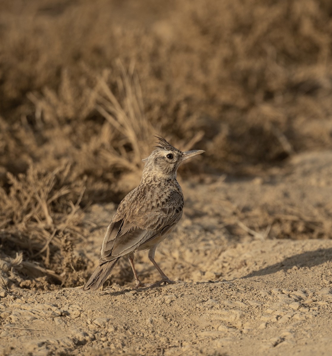 Crested Lark - ML623205392