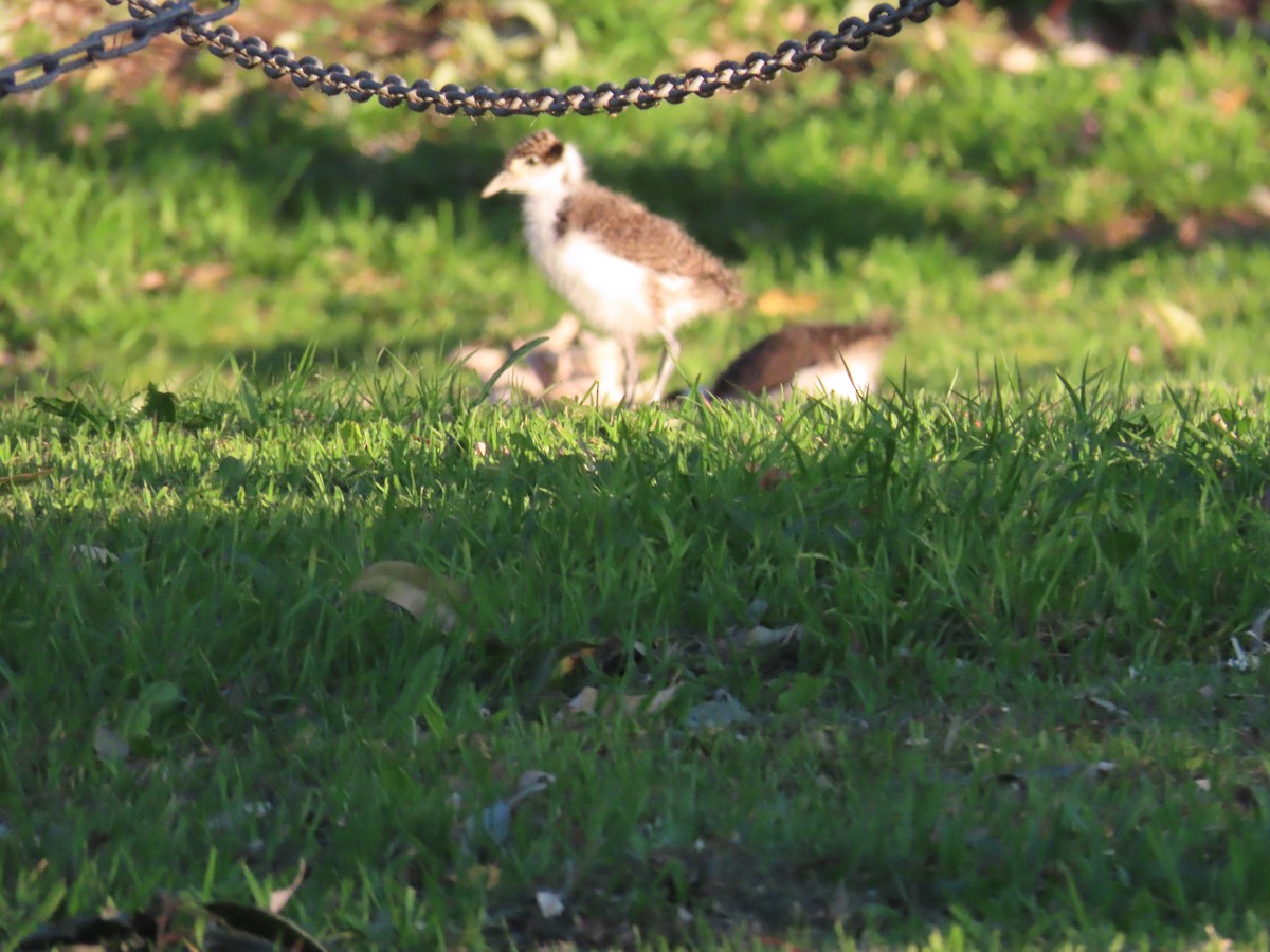 Masked Lapwing - ML623205395