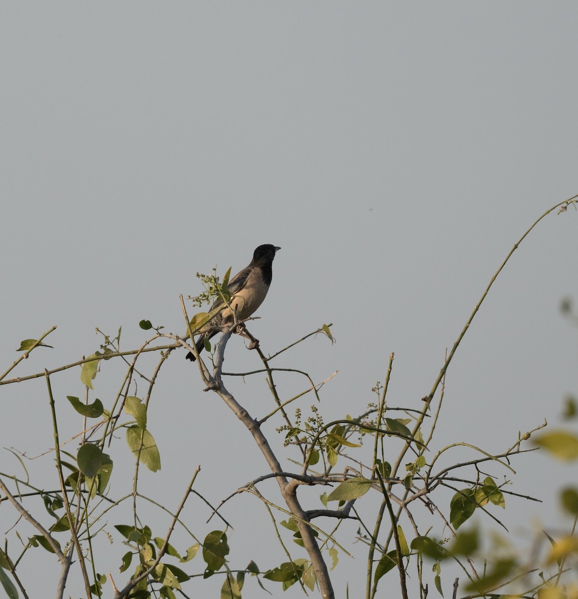 Rosy Starling - ML623205406