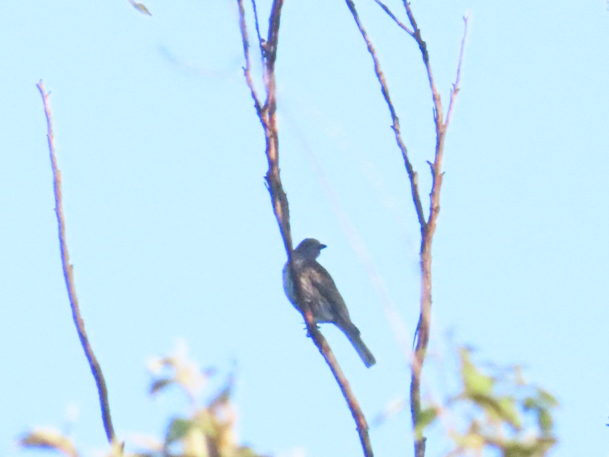 Australasian Figbird - ML623205407