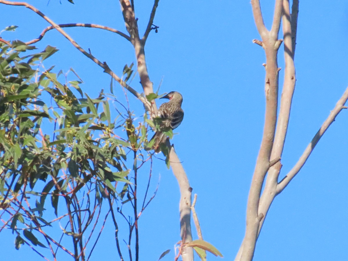 Red Wattlebird - ML623205415