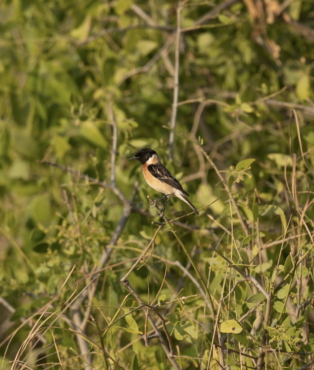 Siberian Stonechat - ML623205422