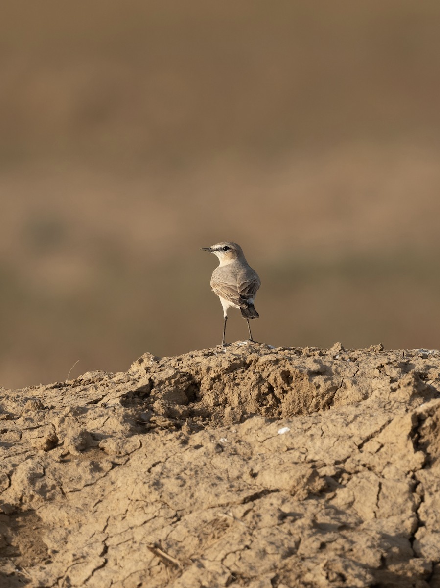 Isabelline Wheatear - ML623205426