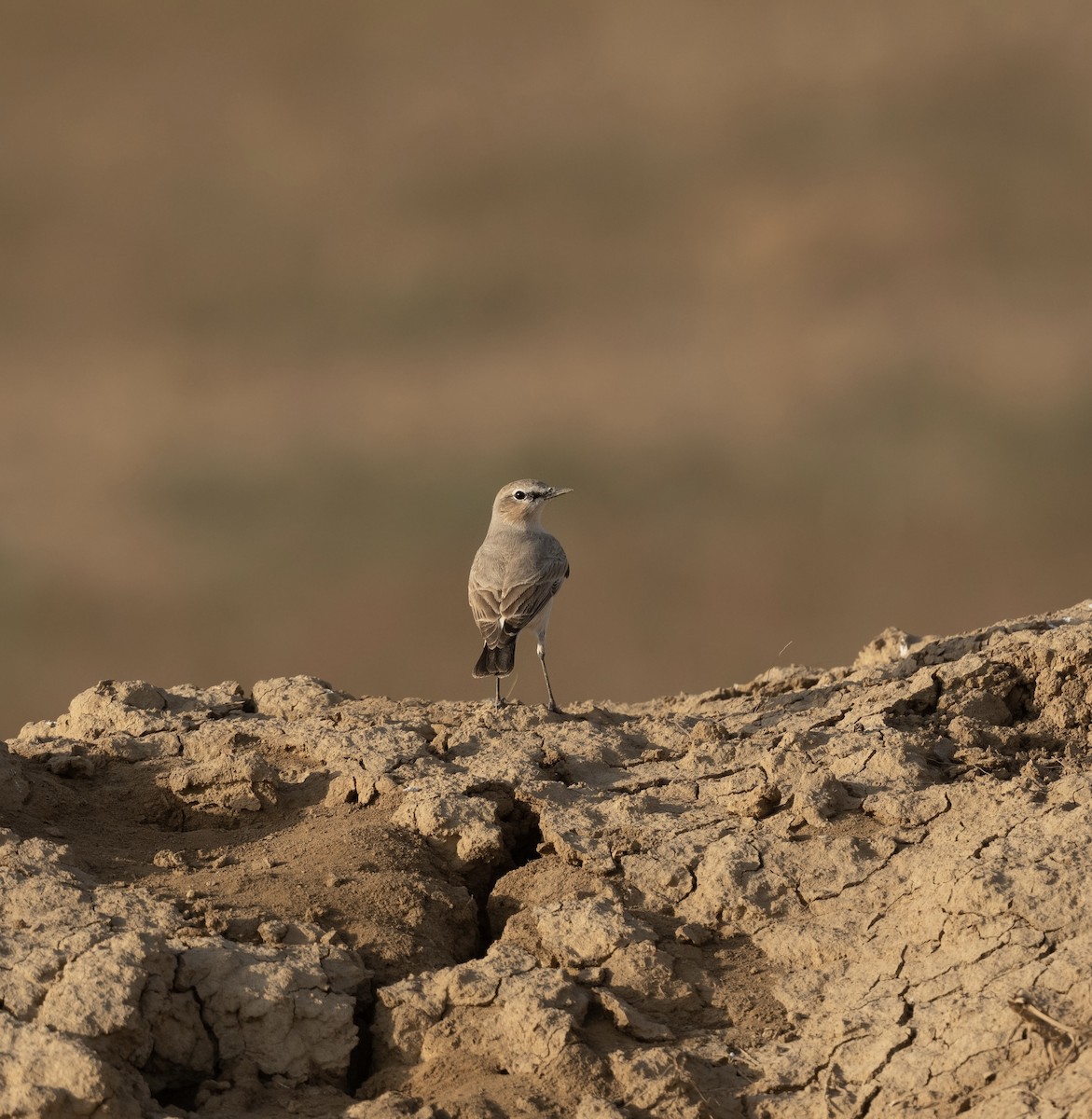 Isabelline Wheatear - ML623205427