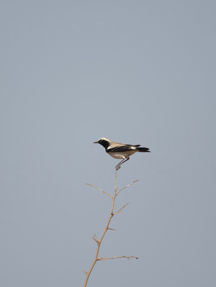 Desert Wheatear - ML623205434