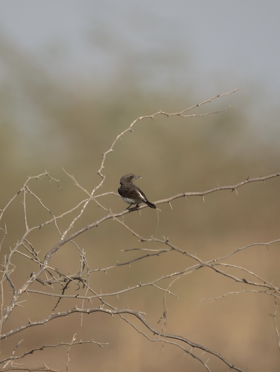 Variable Wheatear - ML623205443