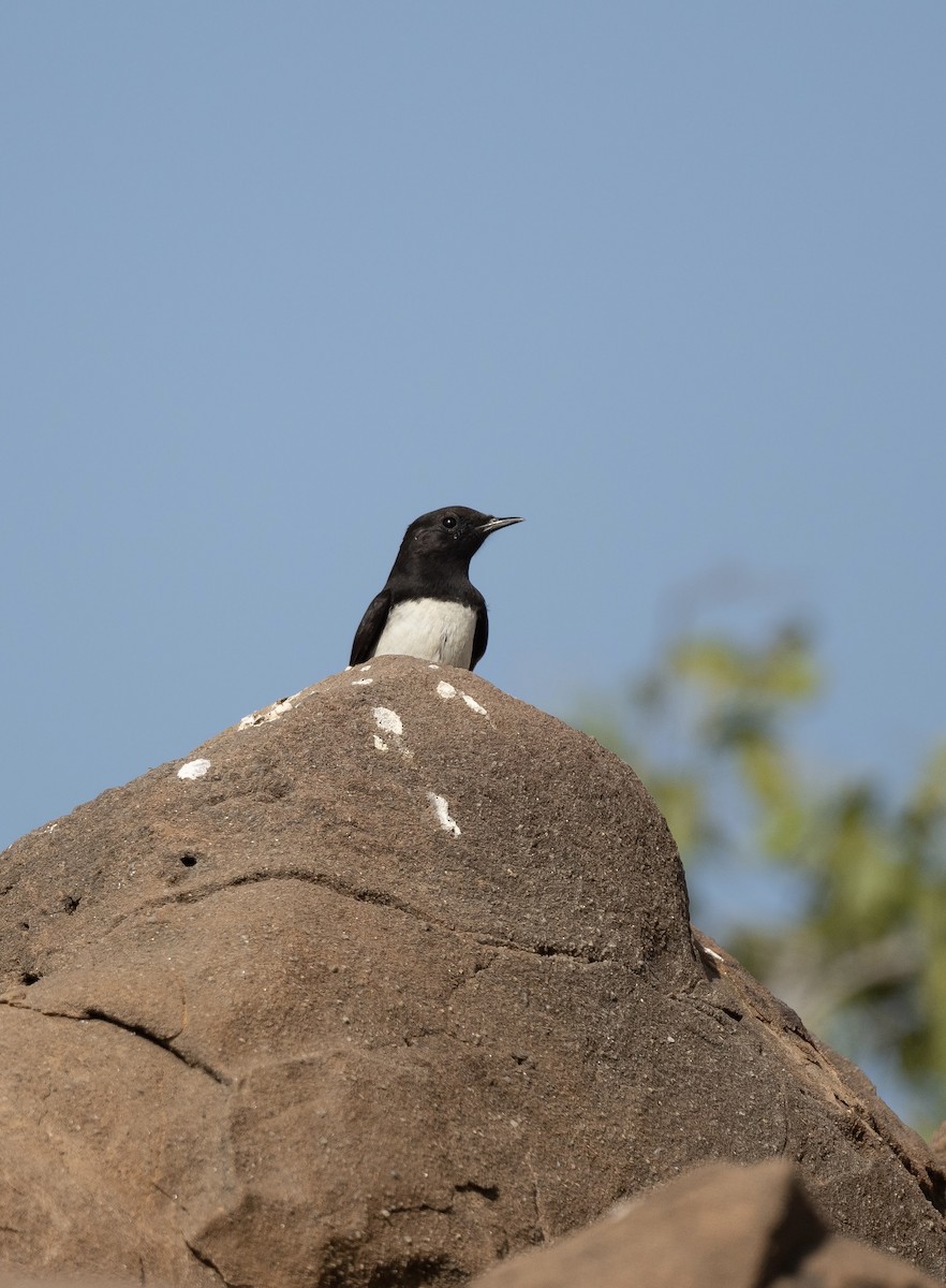 Variable Wheatear - ML623205444