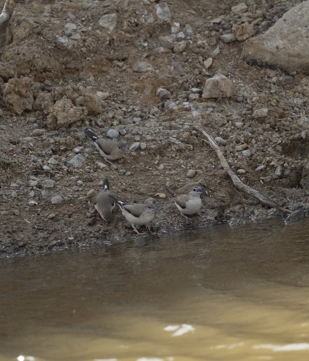 Indian Silverbill - ML623205454